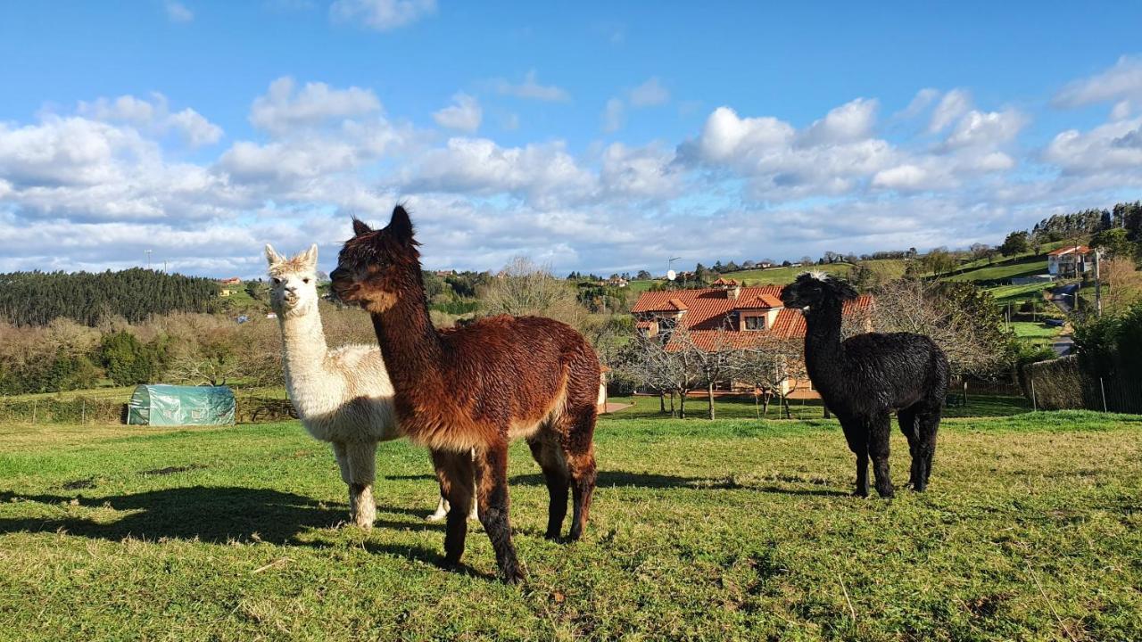 Hotel 3 Alpacas La Campa Exterior foto