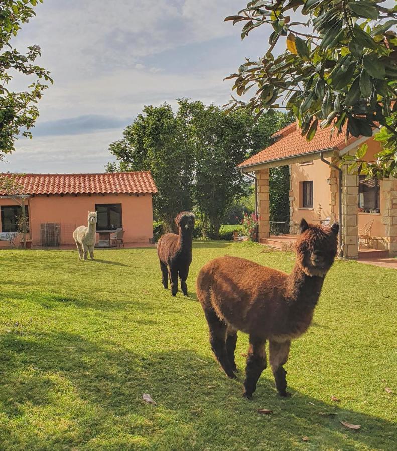 Hotel 3 Alpacas La Campa Exterior foto